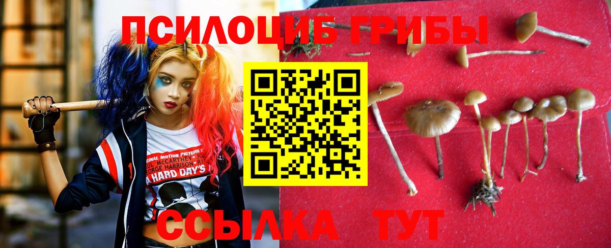 Чебоксары  Псилоцибиновые грибы прущие грибы  Вход с VPN 